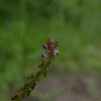 Salomonia ciliata (L.) DC.